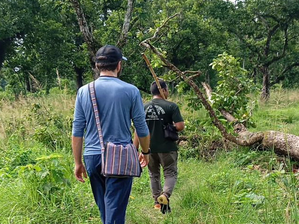 Jungle Walk